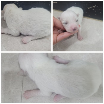 논산시 동물보호센터_444454202401077